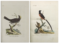 John Latham 2-Volume Set of ''A General Synopsis of Birds'' -- First Edition Published 1783-1785 With All 75 Hand-Colored Plates Present & Original Binding